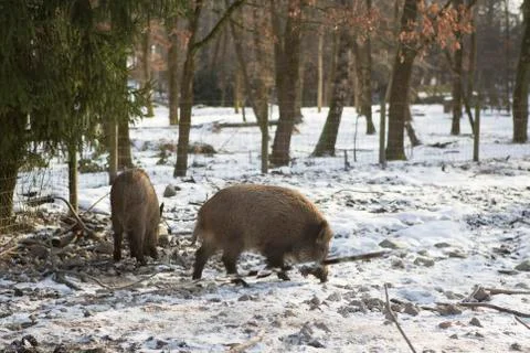 Wild boars outside in wintertime Stock Photos