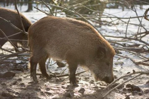 Wild boars outside in wintertime Stock Photos