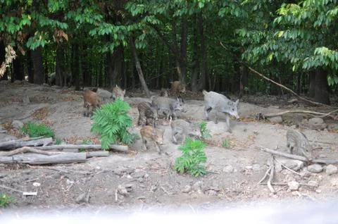 Wild boars Stock Photos