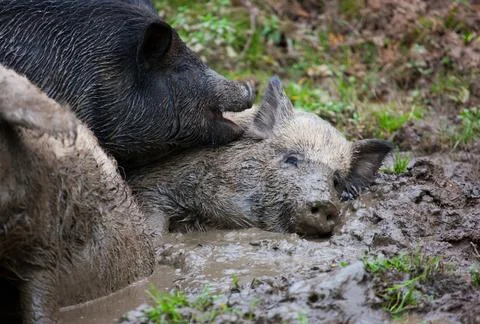 Wild Boars Resting in a Muddy Forest Wallow Stock Photos