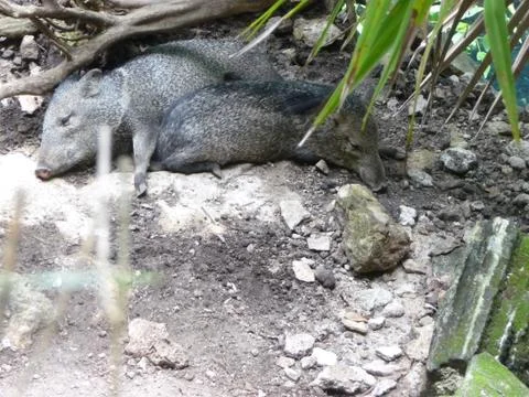 Wild boars resting Stock Photos