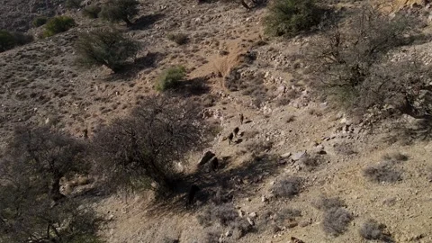 Wild Boars Roaming the Rugged Moroccan Mountains with Argan Trees Stock Footage 304372814