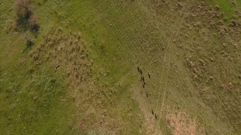  Wild boars run along the plain Stock Footage 83218869