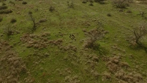  Wild boars run along the plain Stock Footage 83218922