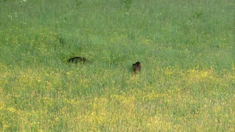Wild boars run through tall grass Stock Footage 301783770