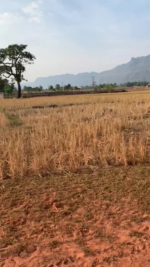 Wild boars running in a field, Kong Lor 動画素材 343178278