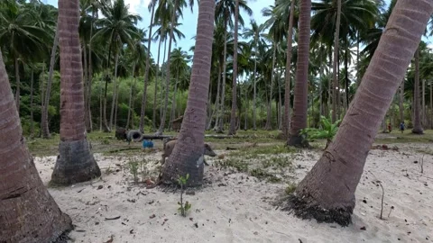 Wild Boars Running Playfully on a Tropical Beach in the Philippines Stock-Footage 339966898