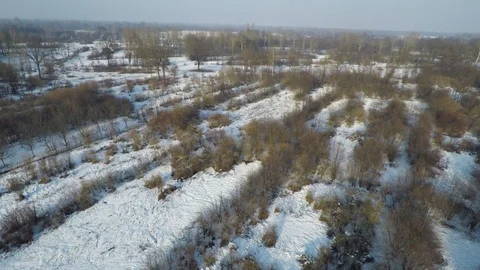 Wild boars running through snow in forest. Aerial (1/4) Stock Footage 107702241