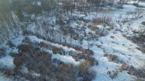 Wild boars running through snow in forest. Aerial (2/4) Stock Footage 107702366