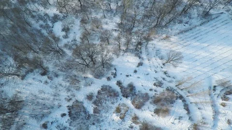 Wild boars running through snow in forest. Aerial (3/4) Stock Footage 107702459