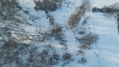 Wild boars running through snow in forest. Aerial (4/4) Stock Footage 107702558