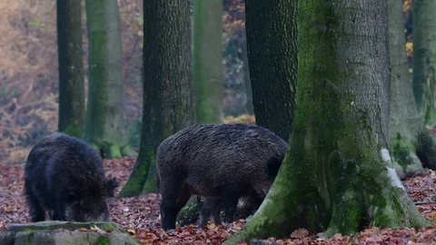 Wild boars searches feed in the forest, autumn Stock Footage 129303957