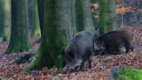 Wild boars searches feed in the forest, autumn Stock Footage 131625276