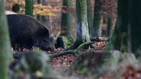 Wild boars searches feed in the forest, autumn Stock Footage 131627239
