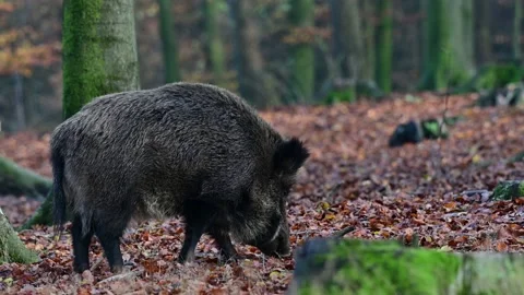 Wild boars searches feed in the forest, autumn Stock Footage 131627788