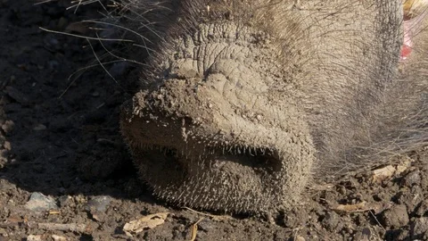 Wild boar's snout (Sus scrofa) Video stock 73311352