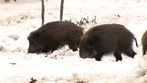 Wild boars in snow Stock Footage 81361870