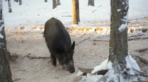 Wild boars in snowy forest. Winter. Stock Footage 59767796