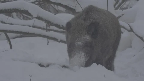 Wild boars (sus scrofa) dig snow. Stock Footage 104703641