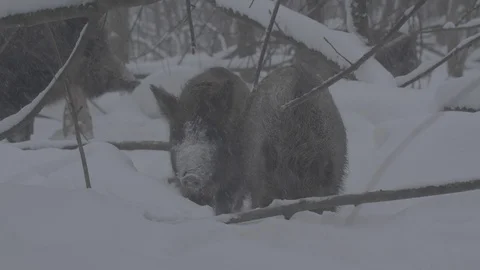Wild boars (sus scrofa) digs snow. Stock Footage 104702546