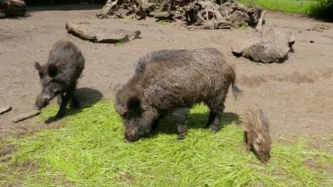 The Wild Boars (Sus Scrofa) Stock Footage 78142015