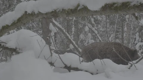 Wild boars (sus scrofa) goes through the snowy forest. Stock Footage 104784405