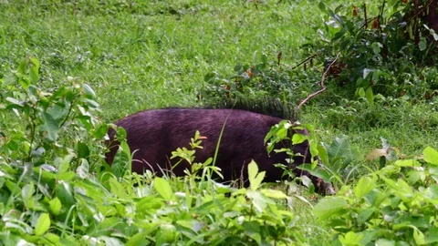 Wild Boars, Sus scrofa, an individual crossing an open field in a hurry as Video stock 125094527