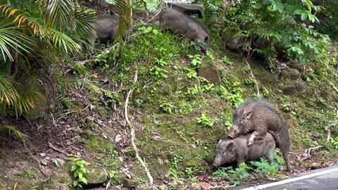 Wild boars (Sus scrofa) mating in the forest on Phuket, Thailand. Stock Footage 346268451