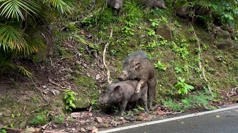 Wild boars (Sus scrofa) mating by the roadside in Phuket, Thailand. Stock Footage 346268453