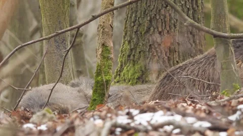Wild boars (Sus scrofa) piglets lying and shift. Stock Footage 131296667