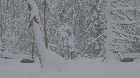 Wild boars (sus scrofa) run through the snowy forest. Stock Footage 104398825