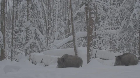 Wild boars (sus scrofa) in winter forest.  Two are going away. Stock Footage 104778866