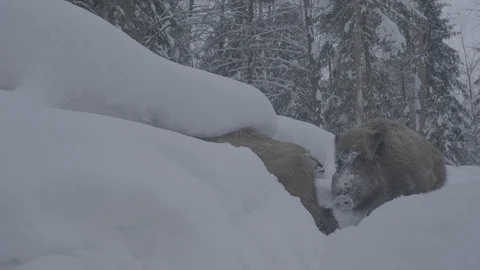 Wild boars (sus scrofa) in winter forest. Snowdrift. Stock Footage 104781985