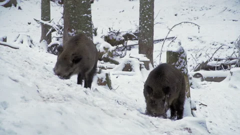Wild boars, Sus scrofa, in winter, looking for food in the snow. European nature Stock Footage 258614881