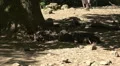 Wild boars with thirsty young boars sleeping in tree shadow HD Footage