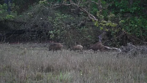 Wild boars traversing through the beautiful landscape of Kanha national park Stock Footage 275342827