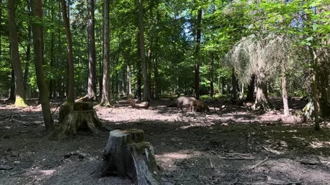 Wild boars walking in forest in Karlovy Vary, Czech Republic Stock Footage 246681028
