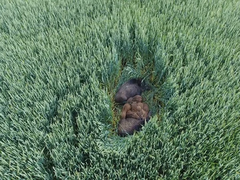 Wild Boars in wheat field 库存影片 80847007