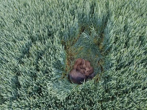 Wild Boars in wheat field  库存影片 80847406