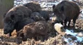 Wild boars in winter eating hay HD Footage