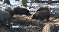 Wild boars in winter eating hay HD Footage