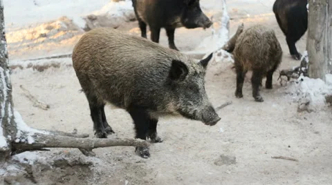Wild boars in winter forest Stock Footage 59766733