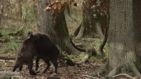  wild boars wrestle Stock Footage 286135982