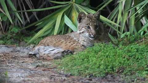 WILD Bobcat (Lynx rufus) Stock Footage 25240361