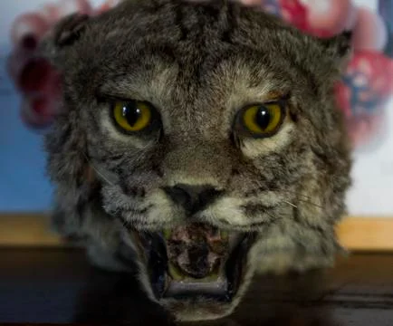 Wild Bobcat Stuffed Head Stock Photos