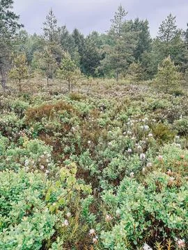 Wild Bog Landscape with Pine Trees and Cotton Grass Meadow Photos