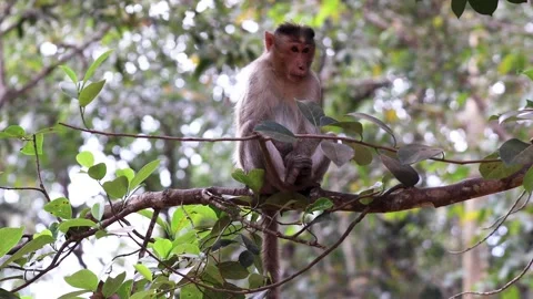 Wild bonnet macaque sitting in the forest Stock Footage 338372984