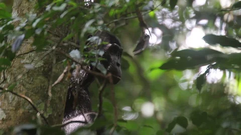 Wild bonobo looking around, close-up Video stock 99512221