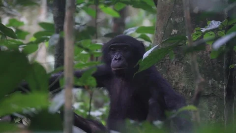 Wild bonobo looking on a tree in the rainforest Video stock 99599775