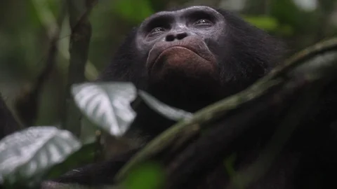 Wild bonobo male close-up in the rainforest (4) Stock Footage
